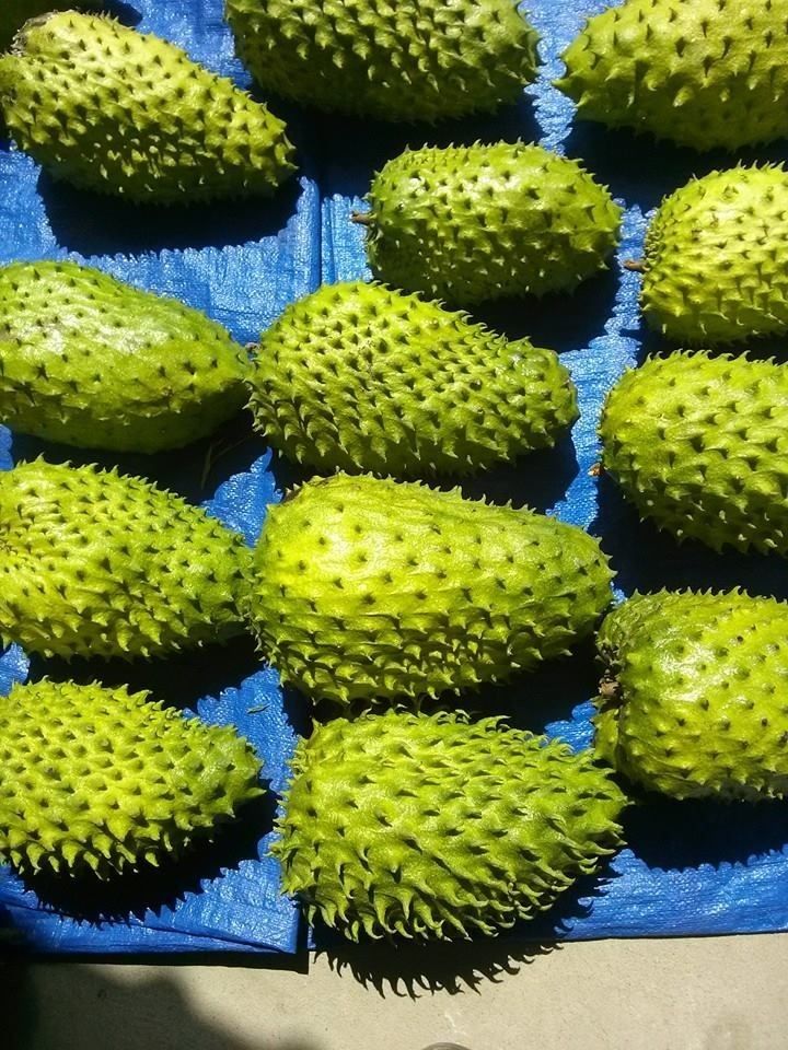 Soursop fruit