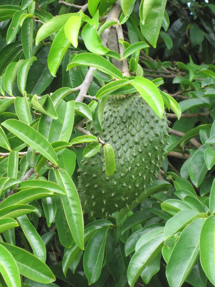 Soursop (Graviola) Leaf