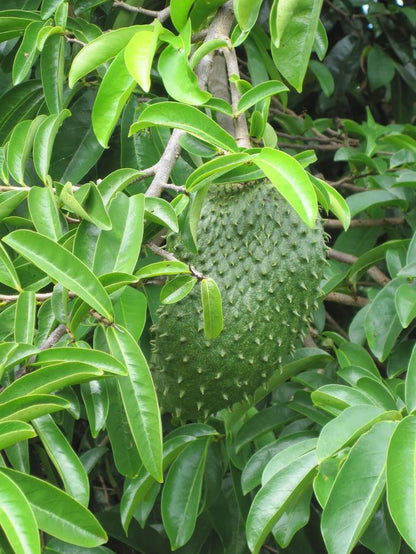 Soursop (Graviola) Leaf